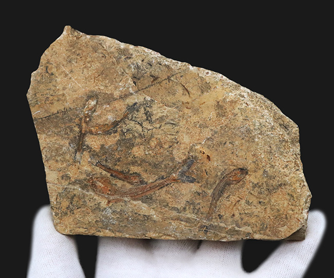 価値あるマルチプレート化石！ブラジルのおよそ１億年前の地層より発見された古代魚、ダスティルベ（Dastilbe）の群集化石（その5）