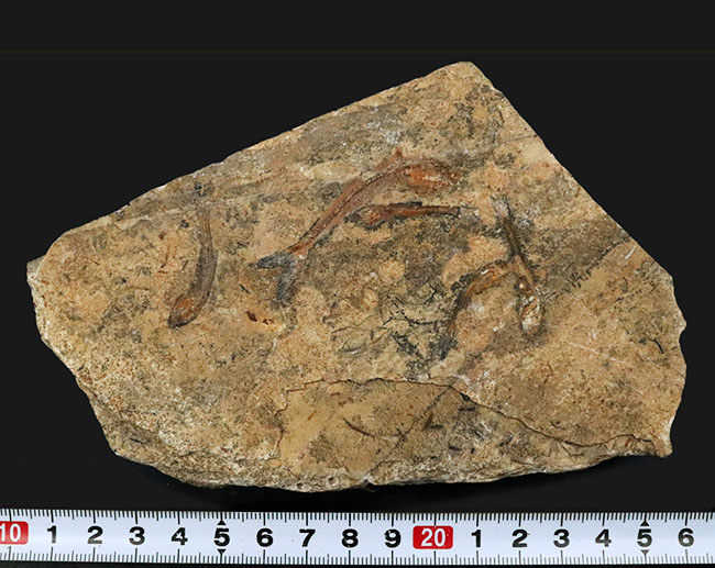 価値あるマルチプレート化石！ブラジルのおよそ１億年前の地層より発見された古代魚、ダスティルベ（Dastilbe）の群集化石（その7）