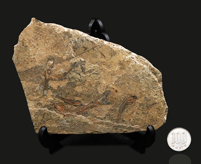 価値あるマルチプレート化石！ブラジルのおよそ１億年前の地層より発見された古代魚、ダスティルベ（Dastilbe）の群集化石（その8）