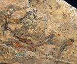 価値あるマルチプレート化石！ブラジルのおよそ１億年前の地層より発見された古代魚、ダスティルベ（Dastilbe）の群集化石