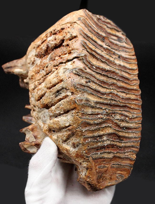 およそ１万年前に生息していたケナガマンモス（Mammuthus primigenius）の臼歯の化石。オランダ産。