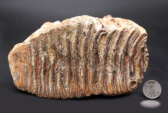 およそ１万年前に生息していたケナガマンモス（Mammuthus primigenius）の臼歯の化石。オランダ産。（その10）