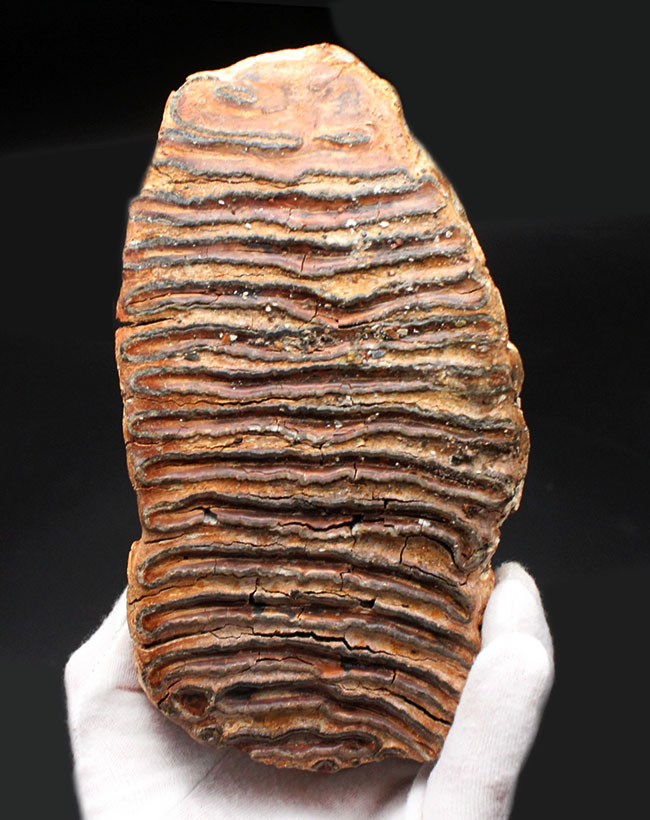 およそ１万年前に生息していたケナガマンモス（Mammuthus primigenius）の臼歯の化石。オランダ産。（その2）