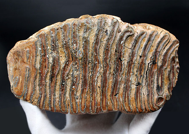 およそ１万年前に生息していたケナガマンモス（Mammuthus primigenius）の臼歯の化石。オランダ産。（その4）