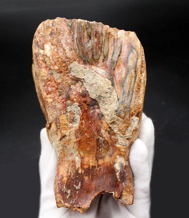 およそ１万年前に生息していたケナガマンモス（Mammuthus primigenius）の臼歯の化石。オランダ産。（その5）