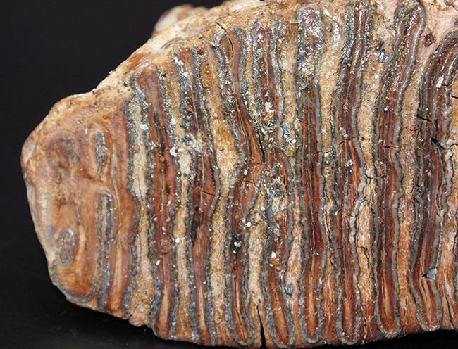 およそ１万年前に生息していたケナガマンモス（Mammuthus primigenius）の臼歯の化石。オランダ産。（その6）
