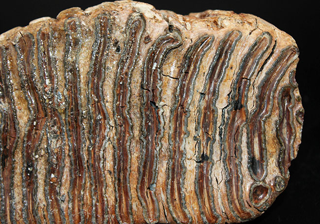 およそ１万年前に生息していたケナガマンモス（Mammuthus primigenius）の臼歯の化石。オランダ産。（その7）