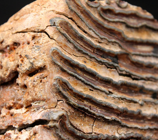 およそ１万年前に生息していたケナガマンモス（Mammuthus primigenius）の臼歯の化石。オランダ産。（その9）