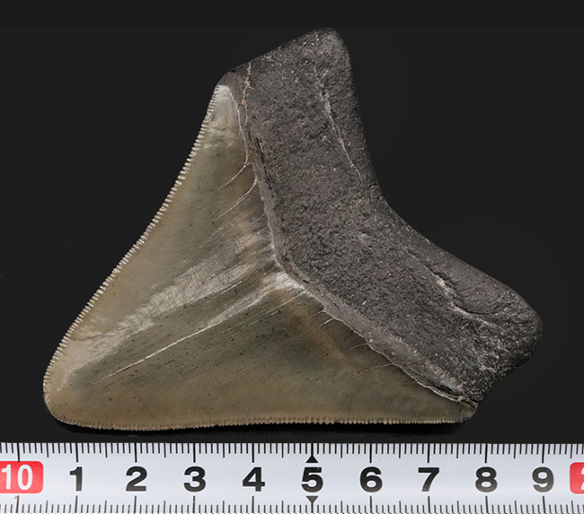 価格が高騰中！厳選された美品中の美品！史上最大の絶滅肉食ザメ