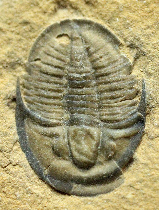 卵のような楕円形が特徴。最古の三葉虫の一つ、米国ユタ州産三葉虫セダリア・マイナー（Cedaria minor）（その1）