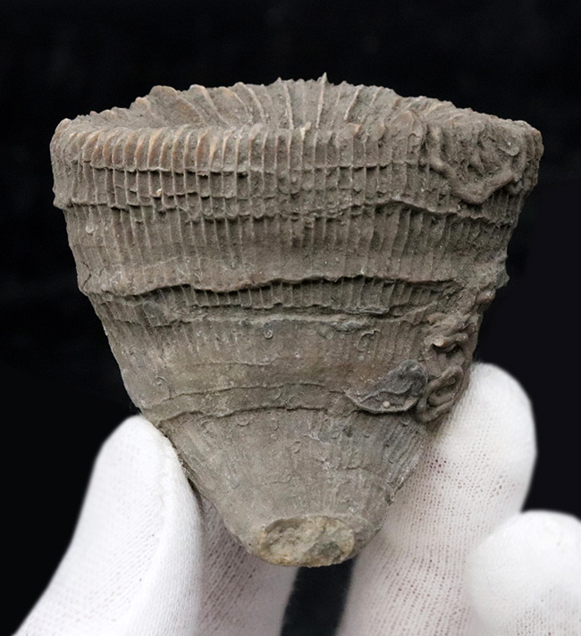 抜群の保存状態を誇る、恐竜時代のサンゴ、プラスコスミリア・ヴィダリ(Placosmilia vidali)の化石(その2)