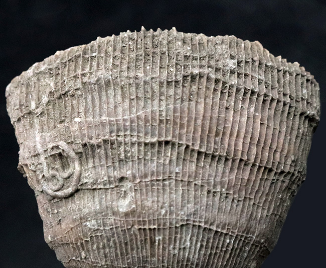 抜群の保存状態を誇る、恐竜時代のサンゴ、プラスコスミリア・ヴィダリ(Placosmilia vidali)の化石(その3)