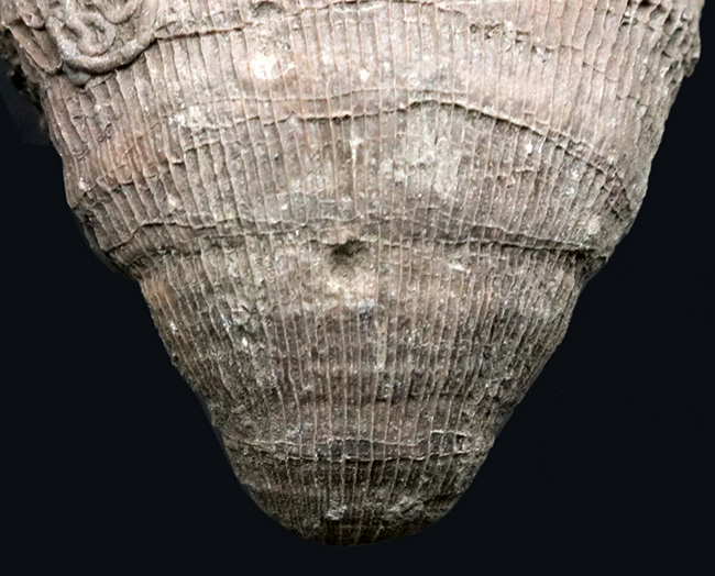 抜群の保存状態を誇る、恐竜時代のサンゴ、プラスコスミリア・ヴィダリ(Placosmilia vidali)の化石(その4)