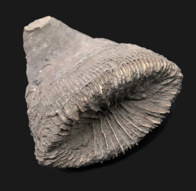 抜群の保存状態を誇る、恐竜時代のサンゴ、プラスコスミリア・ヴィダリ（Placosmilia vidali）の化石（その5）