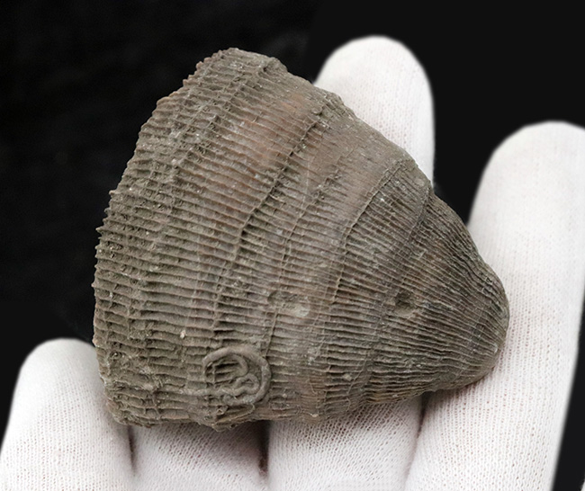 抜群の保存状態を誇る、恐竜時代のサンゴ、プラスコスミリア・ヴィダリ(Placosmilia vidali)の化石(その6)