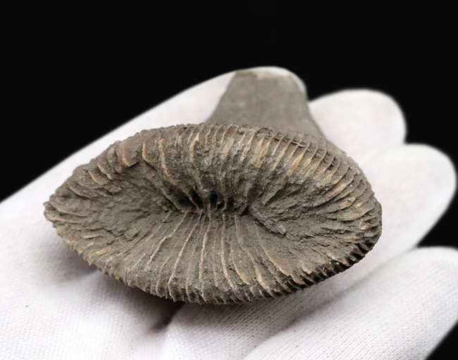 抜群の保存状態を誇る、恐竜時代のサンゴ、プラスコスミリア・ヴィダリ(Placosmilia vidali)の化石(その7)