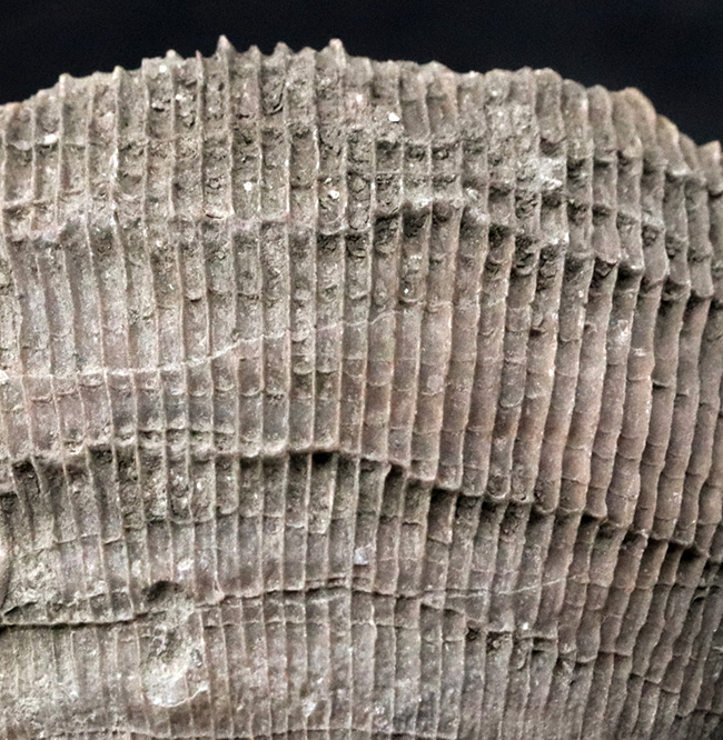抜群の保存状態を誇る、恐竜時代のサンゴ、プラスコスミリア・ヴィダリ(Placosmilia vidali)の化石(その8)