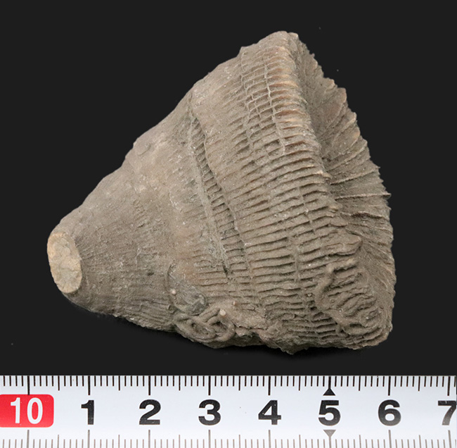 抜群の保存状態を誇る、恐竜時代のサンゴ、プラスコスミリア・ヴィダリ(Placosmilia vidali)の化石(その9)