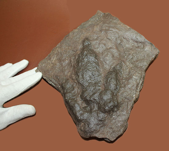 ３本の指跡がクッキリと残された、恐竜（獣脚類）グラレーターの足跡化石（Grallator track）（その1）
