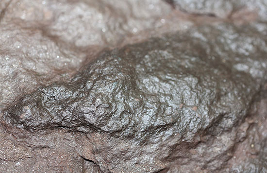 ３本の指跡がクッキリと残された、恐竜（獣脚類）グラレーターの足跡化石（Grallator track）（その10）