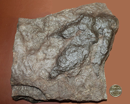 ３本の指跡がクッキリと残された、恐竜（獣脚類）グラレーターの足跡化石（Grallator track）（その11）