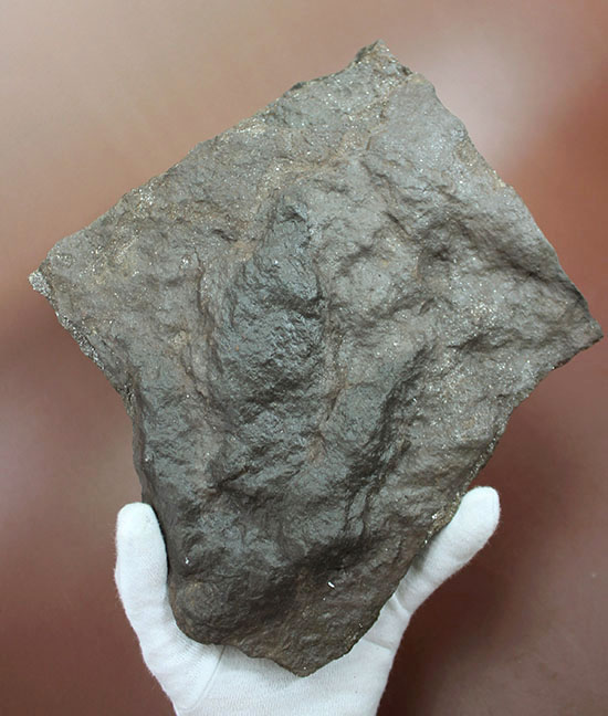 ３本の指跡がクッキリと残された、恐竜（獣脚類）グラレーターの足跡化石（Grallator track）（その2）
