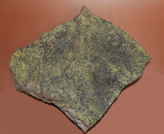 ３本の指跡がクッキリと残された、恐竜（獣脚類）グラレーターの足跡化石（Grallator track）（その5）