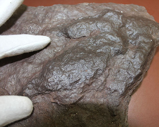 ３本の指跡がクッキリと残された、恐竜（獣脚類）グラレーターの足跡化石（Grallator track）（その6）