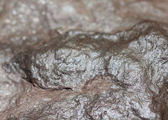 ３本の指跡がクッキリと残された、恐竜（獣脚類）グラレーターの足跡化石（Grallator track）（その8）