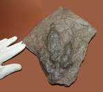 ３本の指跡がクッキリと残された、恐竜（獣脚類）グラレーターの足跡化石（Grallator track）