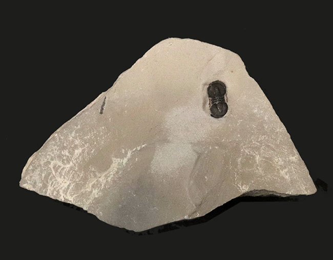 古生代カンブリア紀中期に現れた不思議な三葉虫、ペロノプシス(Peronopsis)の化石(その1)