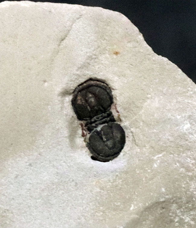 古生代カンブリア紀中期に現れた不思議な三葉虫、ペロノプシス(Peronopsis)の化石(その2)