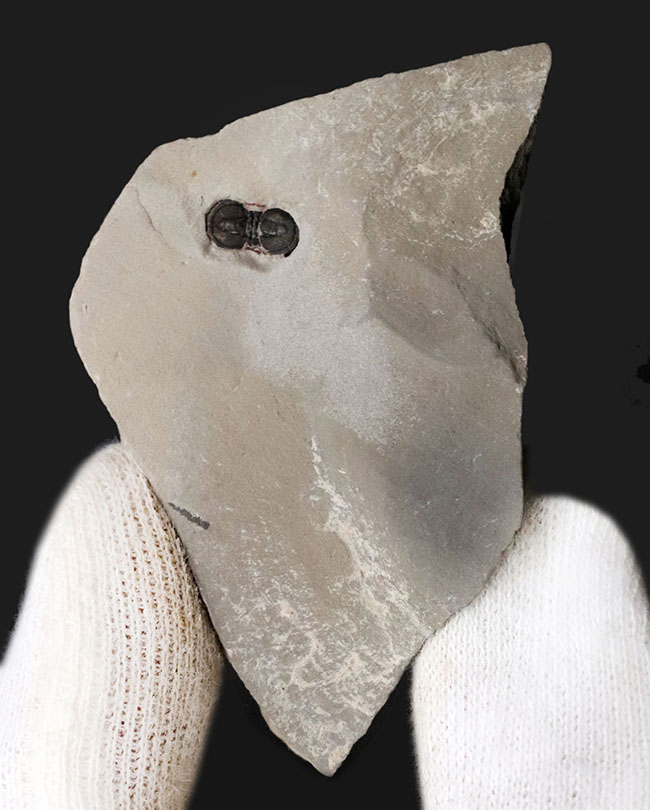 古生代カンブリア紀中期に現れた不思議な三葉虫、ペロノプシス(Peronopsis)の化石(その3)