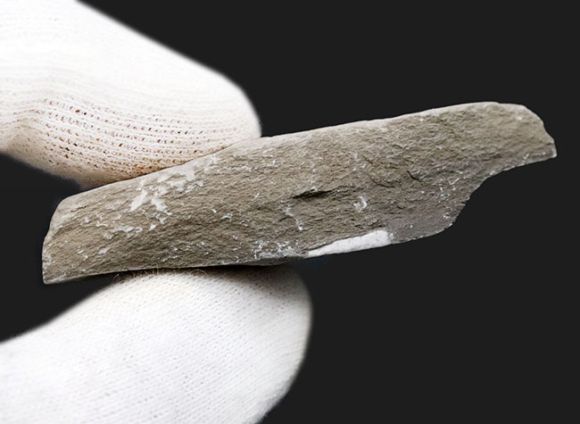 古生代カンブリア紀中期に現れた不思議な三葉虫、ペロノプシス(Peronopsis)の化石(その4)