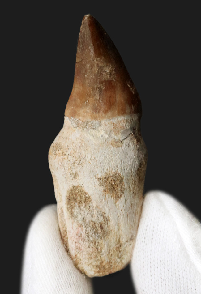 ルート(歯根)まで保存された珍しい、モササウルス(Mosasaurus)の歯化石(その1)