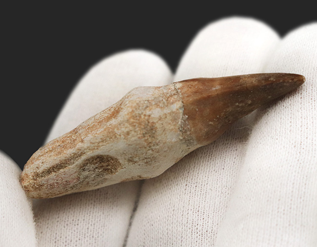 ルート(歯根)まで保存された珍しい、モササウルス(Mosasaurus)の歯化石(その3)