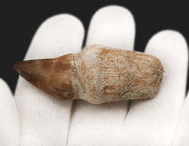 ルート(歯根)まで保存された珍しい、モササウルス(Mosasaurus)の歯化石(その4)