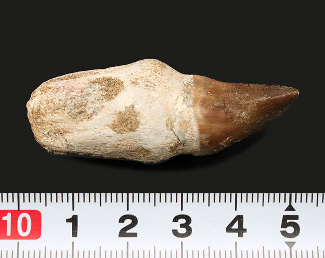 ルート(歯根)まで保存された珍しい、モササウルス(Mosasaurus)の歯化石(その6)