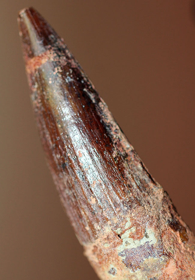 色、フォルム、保存状態、3点揃った上質のスピノサウルス(Spinosaurus)歯化石(その1)