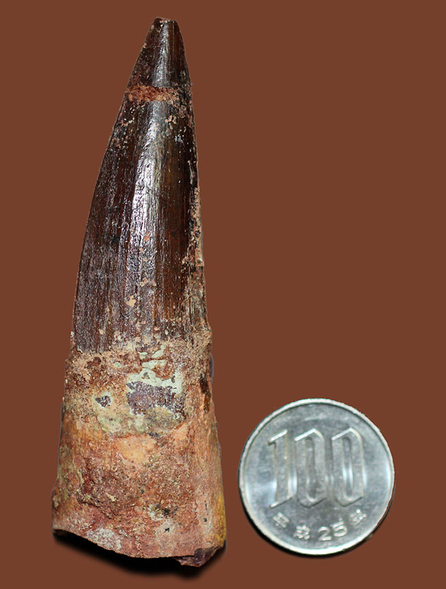 色、フォルム、保存状態、3点揃った上質のスピノサウルス(Spinosaurus)歯化石(その11)
