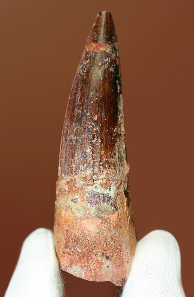 色、フォルム、保存状態、3点揃った上質のスピノサウルス(Spinosaurus)歯化石(その2)