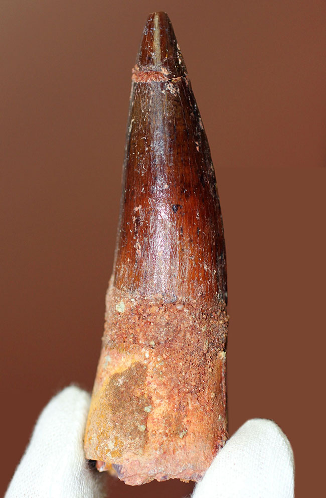 色、フォルム、保存状態、3点揃った上質のスピノサウルス(Spinosaurus)歯化石(その3)