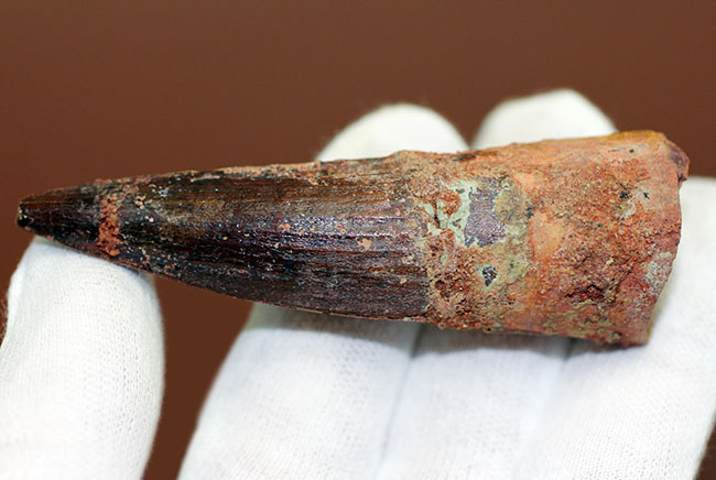 色、フォルム、保存状態、3点揃った上質のスピノサウルス(Spinosaurus)歯化石(その5)