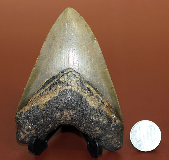 山型の美しい形！史上最強の交合力を有していた、絶滅巨大ザメ、メガロドン（Carcharodon megalodon）の歯化石（その11）