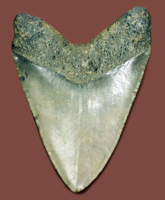 白色を呈するメガロドンの歯化石