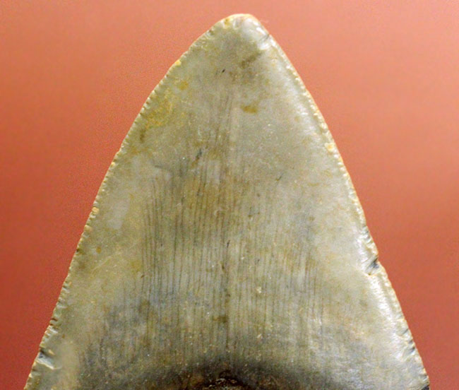 山型の美しい形！史上最強の交合力を有していた、絶滅巨大ザメ、メガロドン（Carcharodon megalodon）の歯化石（その9）