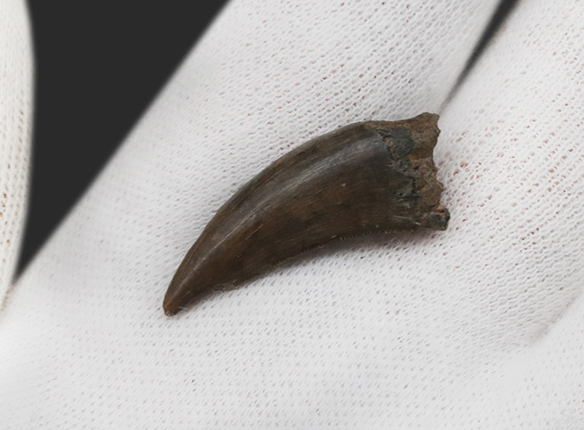 コレクション価値高い、しかも良形！100％ナチュラルであることが