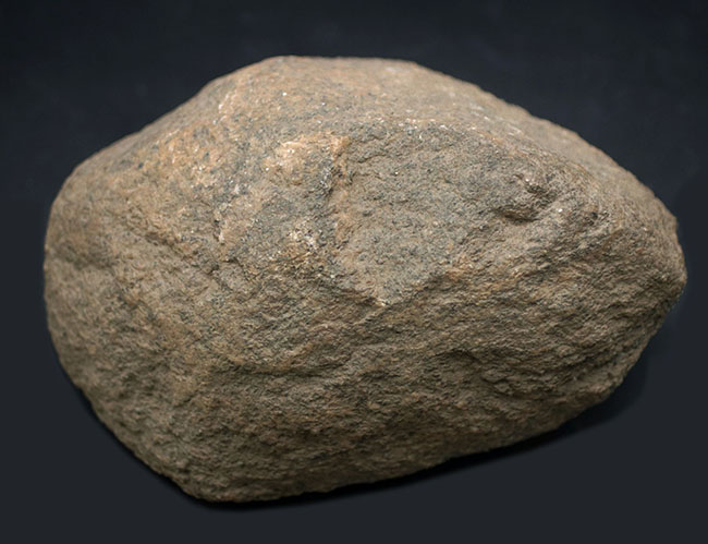 ６４年前に昭和基地近くで採取された南極の石。研究機関により長らく保存（その1）