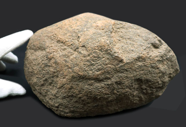 ６４年前に昭和基地近くで採取された南極の石。研究機関により長らく保存（その2）