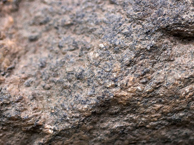 ６４年前に昭和基地近くで採取された南極の石。研究機関により長らく保存（その3）